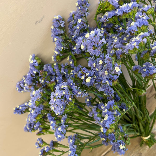 Statice sinuatum - Lilac - Bunch of 10 stems (48p)