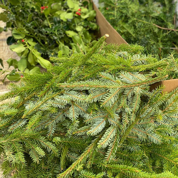 Wreath - Making Mixed Foliage Box ***SPECIAL OFFER***
