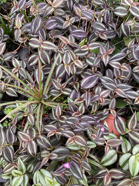 PLANTS - British grown Tropical Foliage Indoor in 13cm Pot - 8 plants per tray