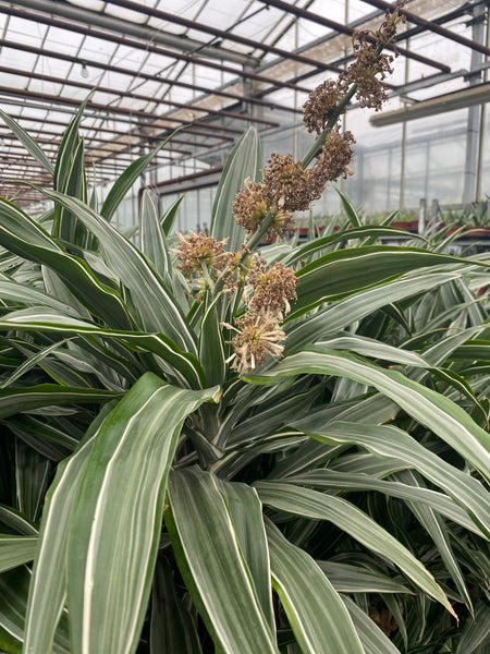 British Grown Indoor Plants - REQUEST LATEST PRICES/CALL BACK