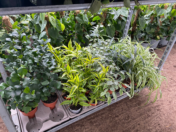 PLANTS - British grown Tropical Foliage Indoor in 13cm Pot - 8 plants per tray