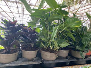 PLANTS - British grown Tropical Foliage Indoor in 15cm Pot - 6 plants per tray (Group 1)