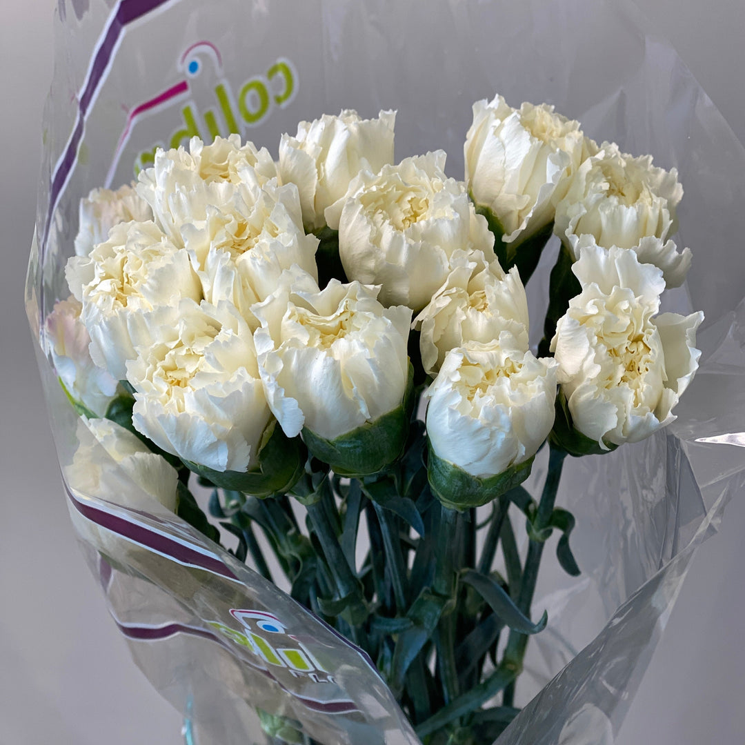 IMPORT - Fancy Carnation - White x 10 stems