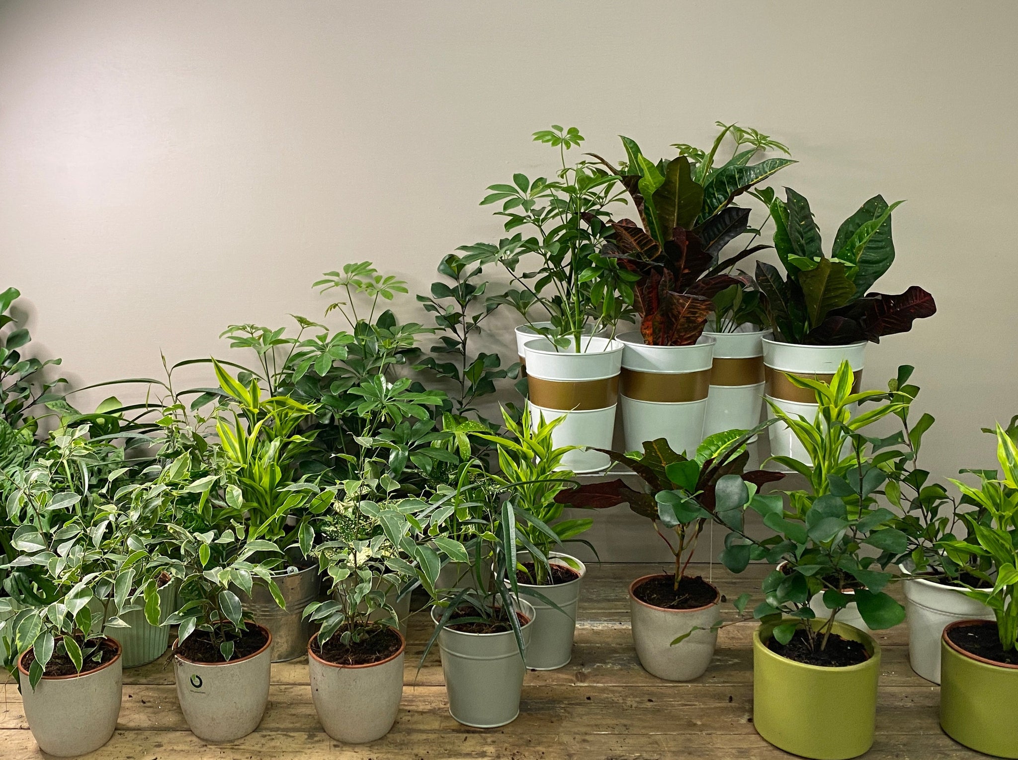 British Grown Indoor Plants - REQUEST LATEST PRICES/CALL BACK
