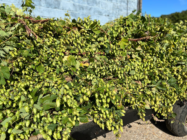 DRIED Hops - SLIM Garland 3 metres approx