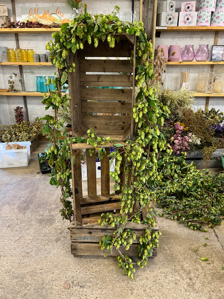 DRIED Hops - SLIM Garland 3 metres approx