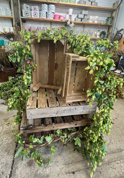 DRIED Hops - SLIM Garland 3 metres approx