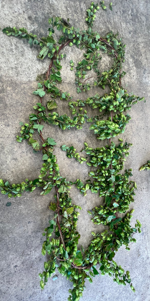 DRIED Hops - SLIM Garland 3 metres approx