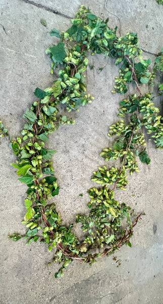 DRIED Hops - SLIM Garland 3 metres approx