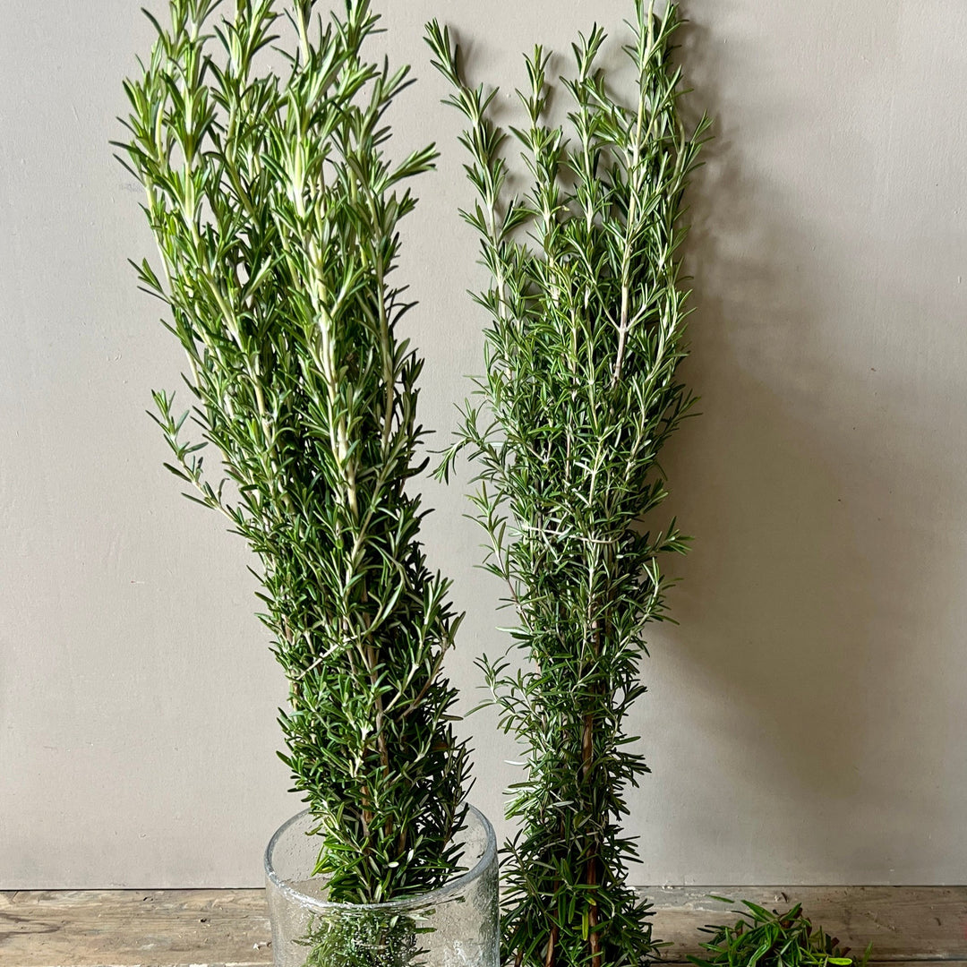FOLIAGE - Rosemary 10 stems