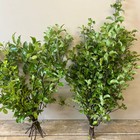 Pittosporum - Fresh Cornish Foliage BOX OFFER 15 bunches