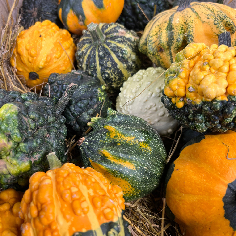 Bumper Box of 25 Decorative Gourds – UK Grown Autumn Décor