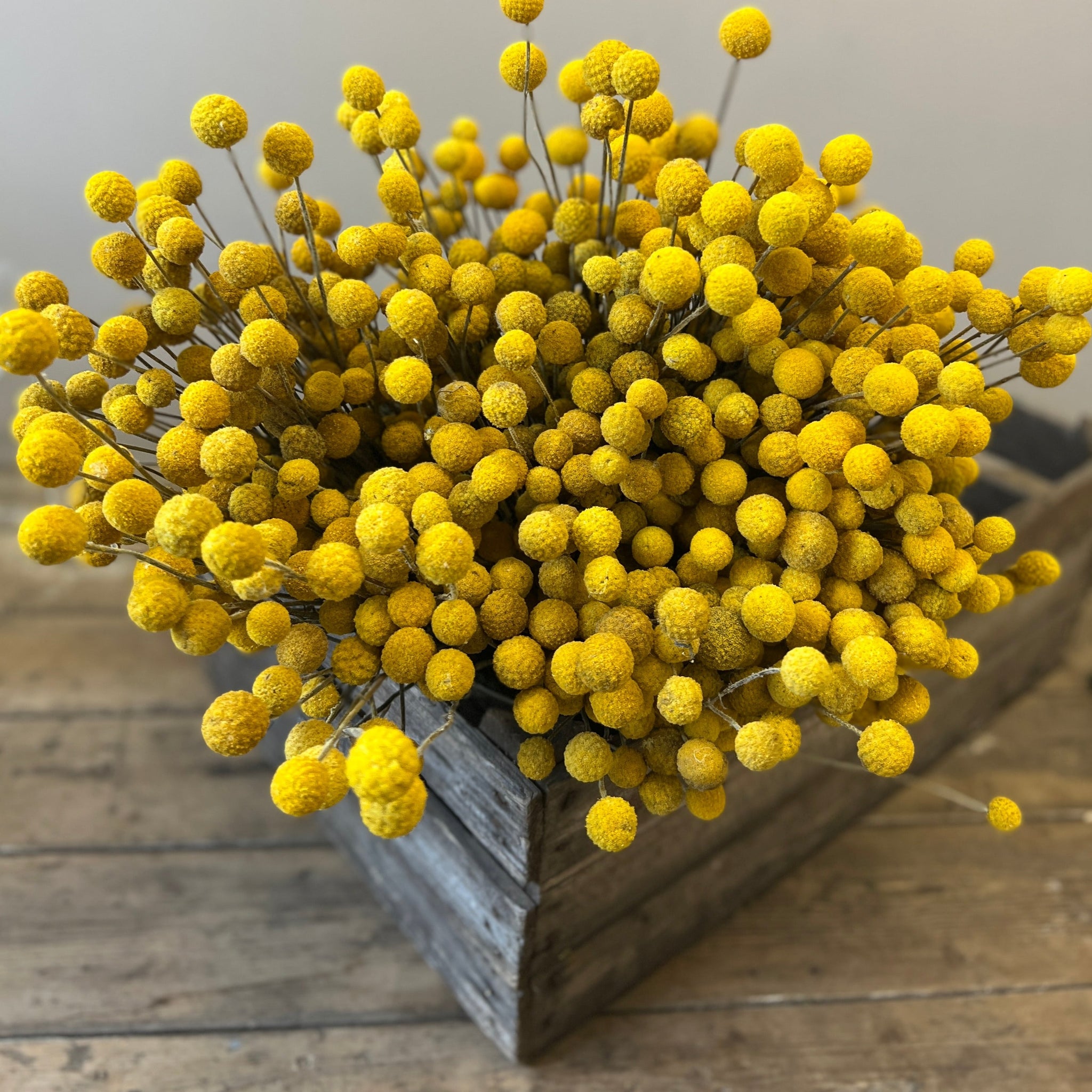 Dried - Craspedia - Billy Buttons Bunch of 10 stems