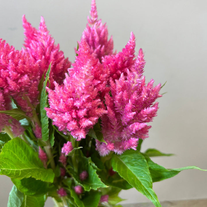 pink british celosia lincolnshire 