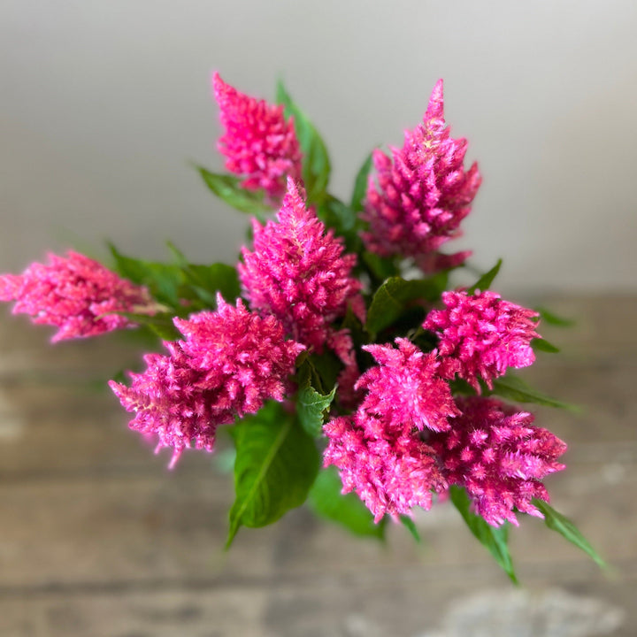 wholesale pink cut flowers online