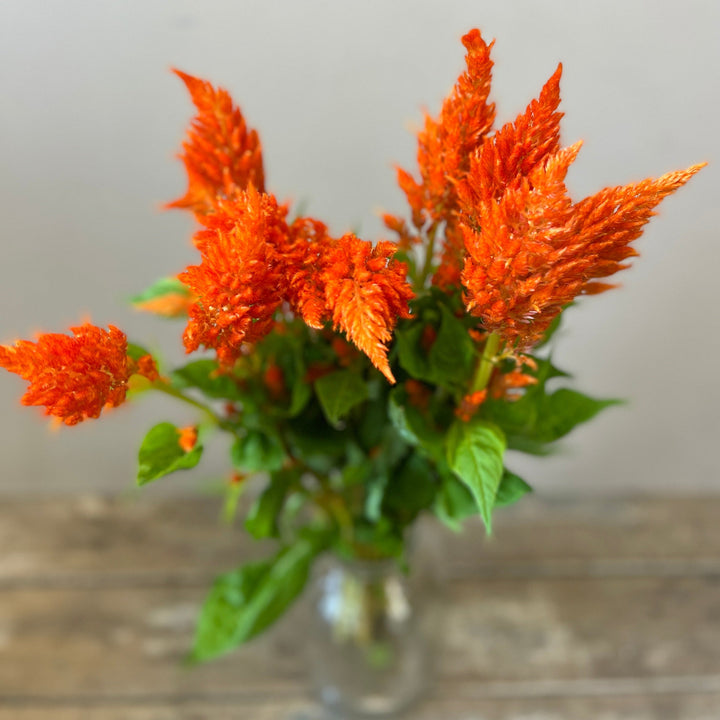 UK orange celosia wholesale