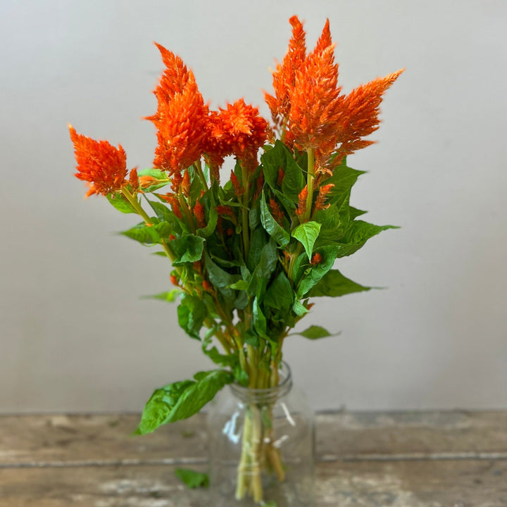 lincolnshire orange flowers online