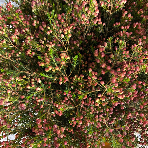 IMPORT - Wax Flower Vega Red Top x 25 stems