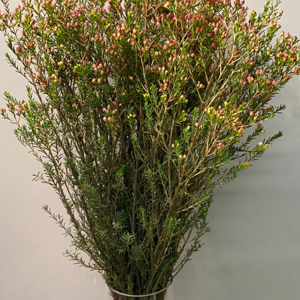 IMPORT - Wax Flower Vega Red Top x 25 stems