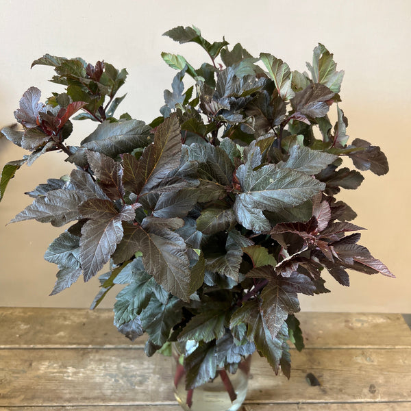 Norfolk Physocarpus Diabolo x 10 stems