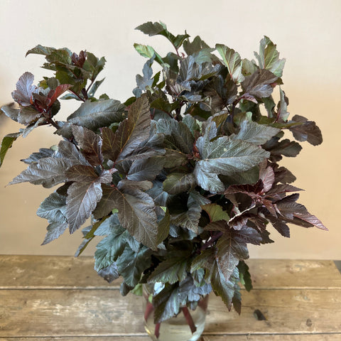British Grown Physocarpus Diabolo Bunch of 10 stems