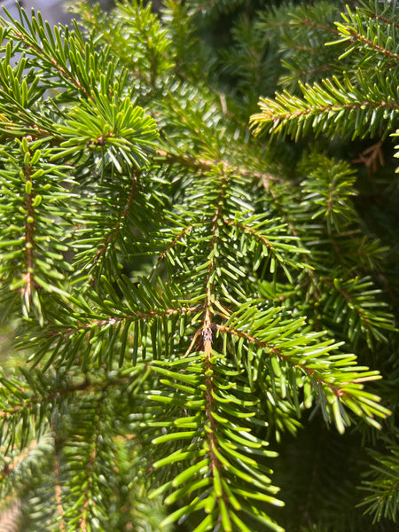 Wreath Making Foliage Box ***SPECIAL OFFER***
