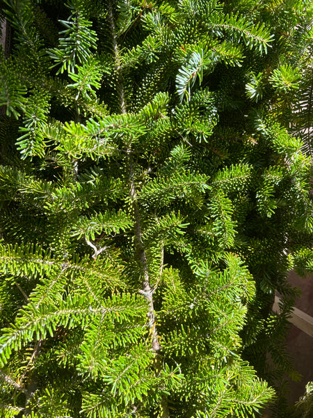 Wreath Making Foliage Box ***SPECIAL OFFER***