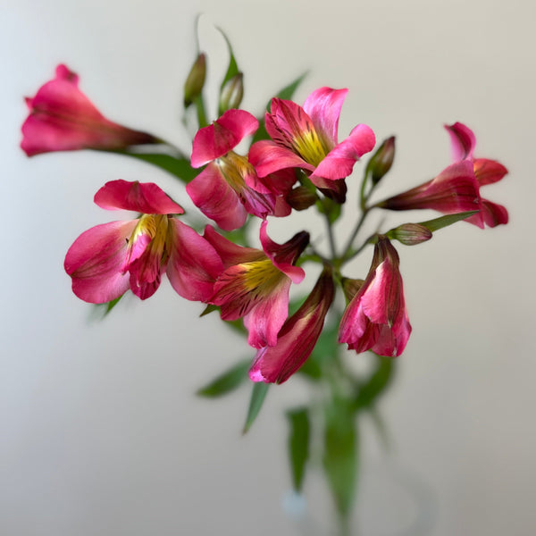 Alstroemeria Cornish Stem Grade -10 stems - Cerise Pink