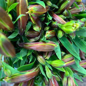 Alstroemeria Cornish Stem Grade 10 stems - Yellow/Gold