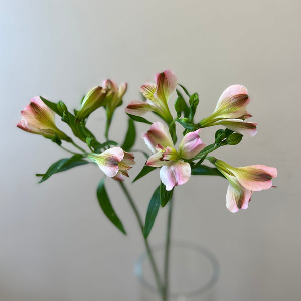 cornish alstromeria pink UK flowers 