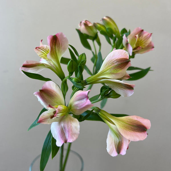 cornwall alstroemeria UK wholesale florist
