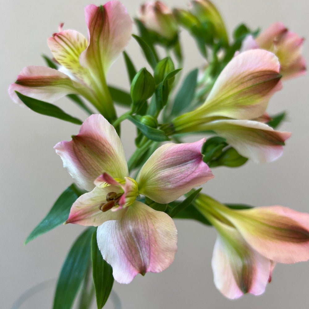 pink alstroemeria online wholesale
