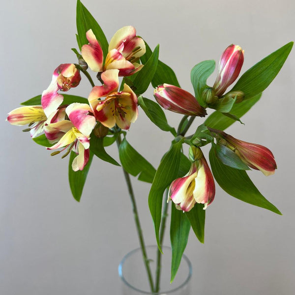 Alstroemeria Cornish Stem Grade Bunch of 10-Rhubarb&Custard