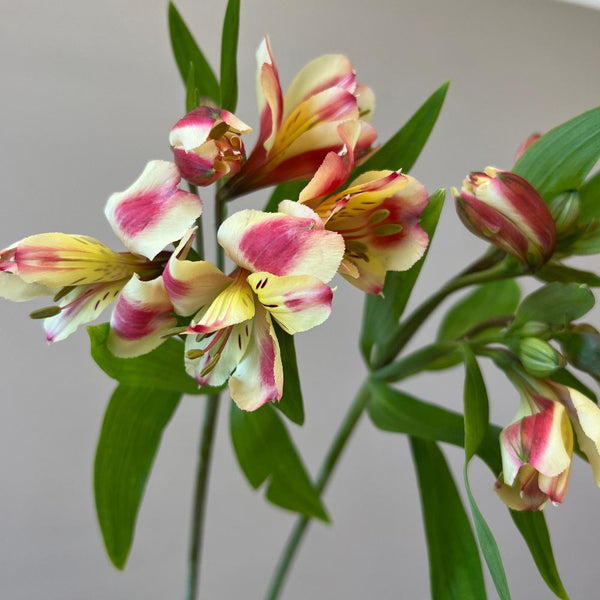 Alstroemeria Cornish Stem Grade Bunch of 10-Rhubarb&Custard