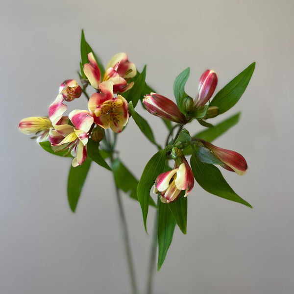 Alstroemeria Cornish Stem Grade Bunch of 10-Rhubarb&Custard