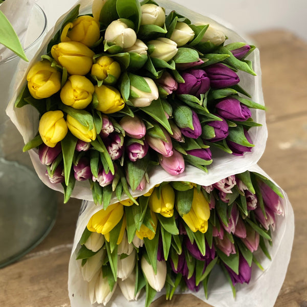 Tulip - Pastel Bundle of 40