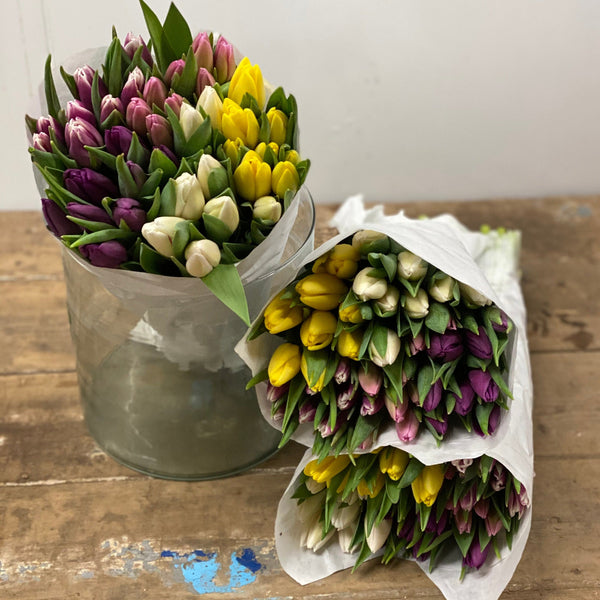 eco tulips UK grown