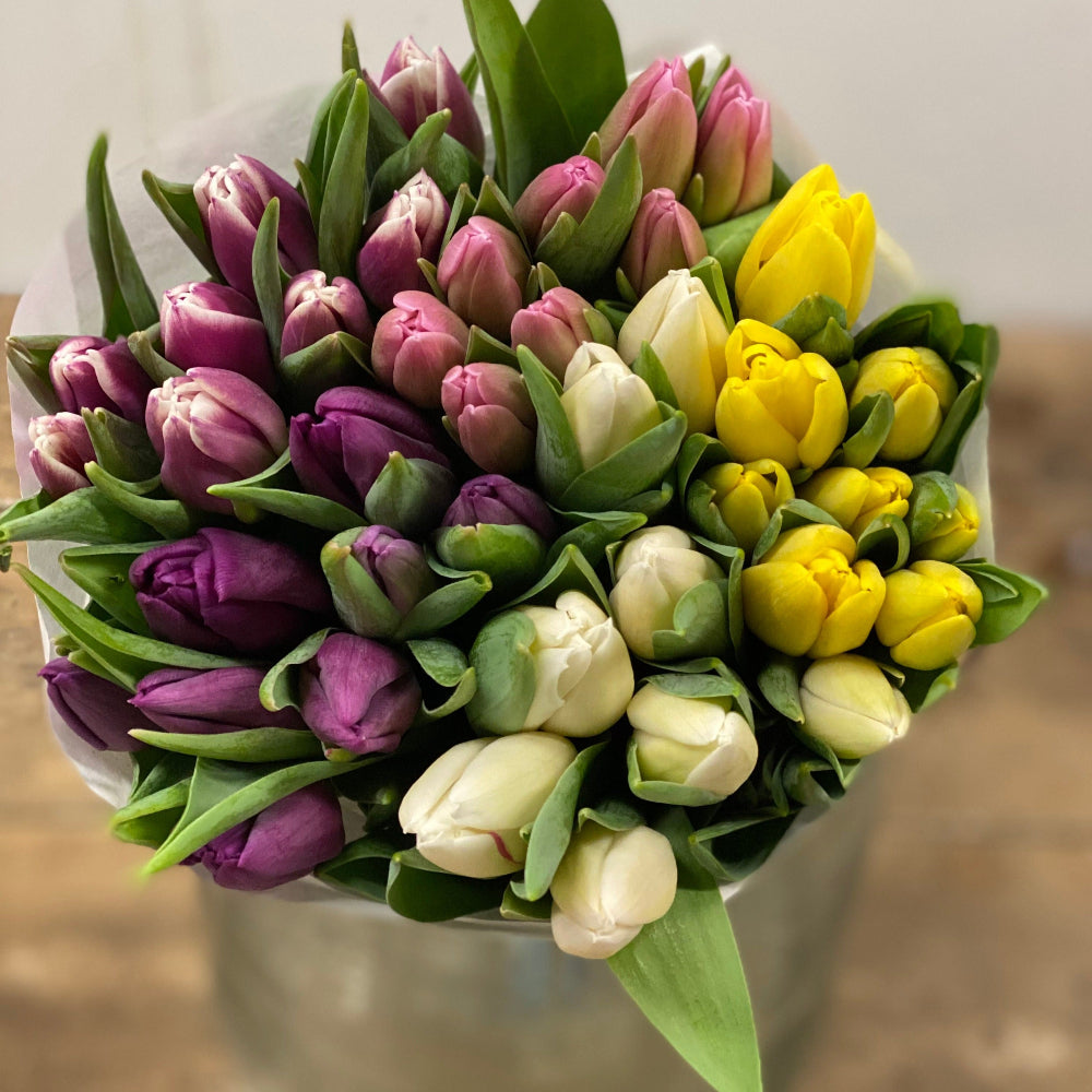 pastel tulips online