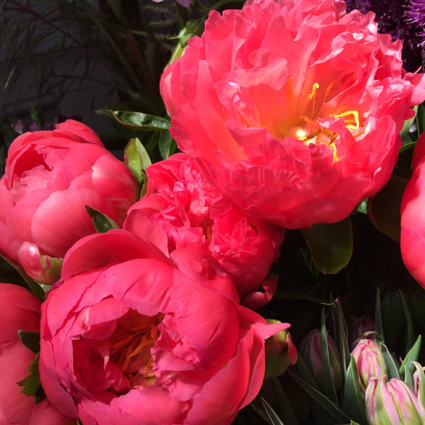 Peony -  Corals 50cm - 100 stems **Box Offer**