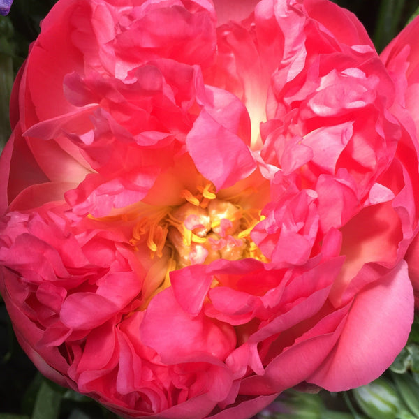 Peony -  Corals 50cm - 100 stems **Box Offer**