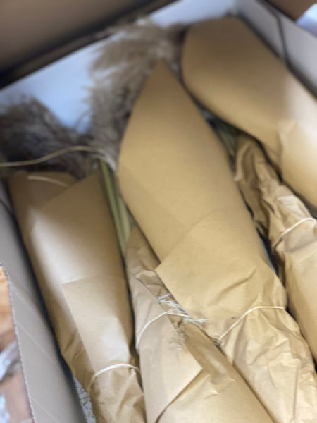 Pampas Grass - PER STEM