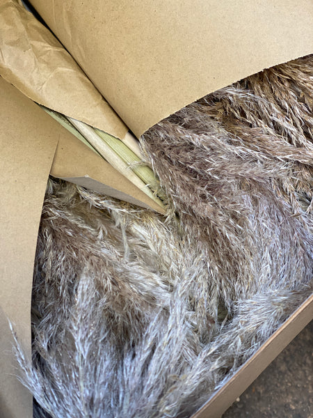 Pampas Grass - PER STEM