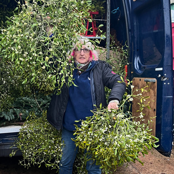 Mistletoe Loose sprigs - British by the kilo