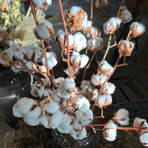 IMPORT DRIED - Cotton Gossypium Ball on stems