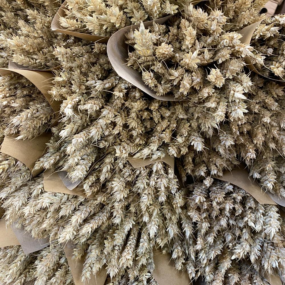wheat dried buy