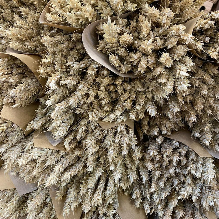 wheat dried buy