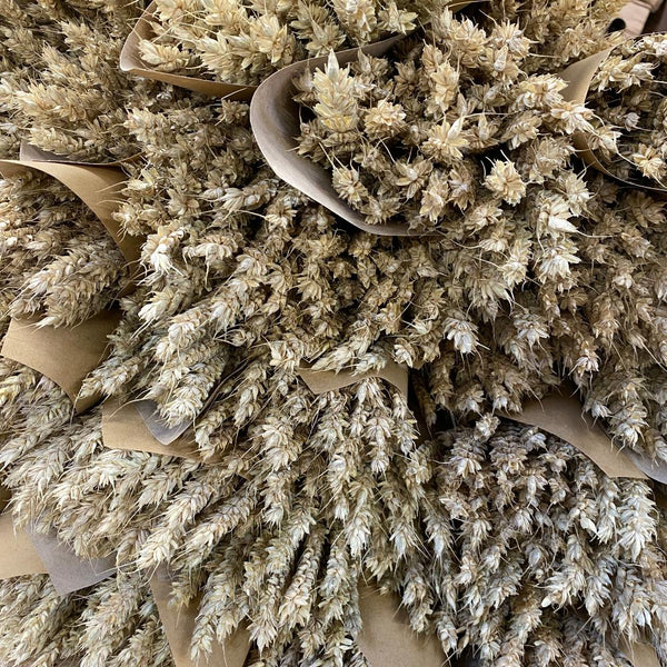 Dried - Wheat natural Bunch