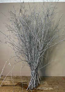 British Birch Bundle of 25 stems - Silver