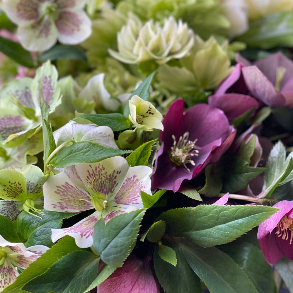 UK hellebore online wholesale