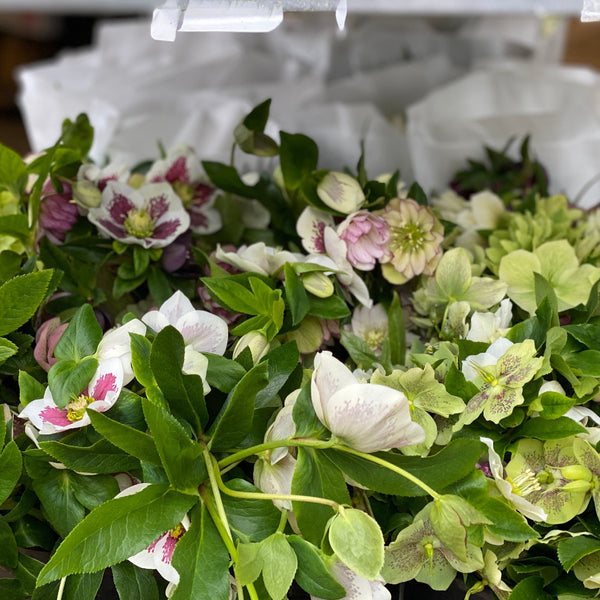 uk flowers sustainable hellebore